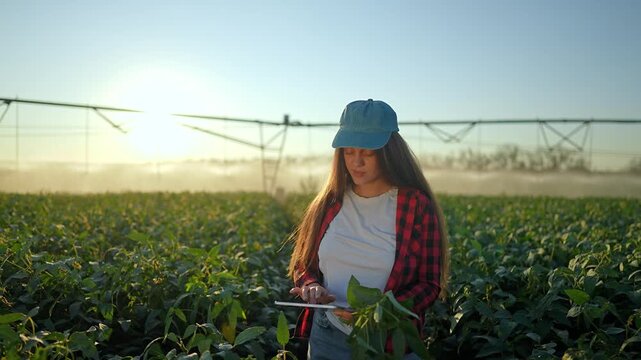 Farmer inspects soybean crop using tablet in field. Woman farmer examines plant leaf with digital device. Irrigation pivot sprays water over soybean field. Farmer checks crop growth at sunset.