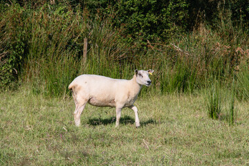 Single white sheep walking in a lush green pasture on a sunny summer day in the countryside © Olha K