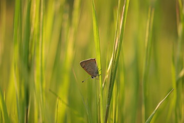 una farfalla argo bronzeo su dell'erba in primavera © Simona