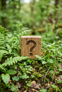 Natural wooden block with question mark, vibrant green leaves and small plants outdoors, peaceful fresh natural atmosphere, FAQ and questions-and-answers theme. Close-up.