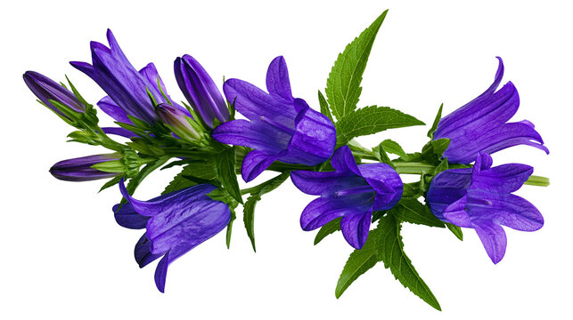 Purple bellflowers with green leaves, isolated on transparent background
