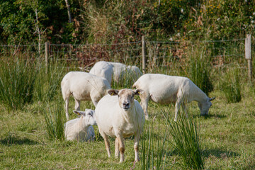 Shorn white sheep standing in a verdant field looking at the camera with a farm fence in the background on a sunny day © Olha K
