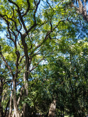 Fototapeta premium Magnificent large green tree with sprawling branches reaching toward the clear blue sky captures the essence of nature and peaceful serenity in this bright landscape