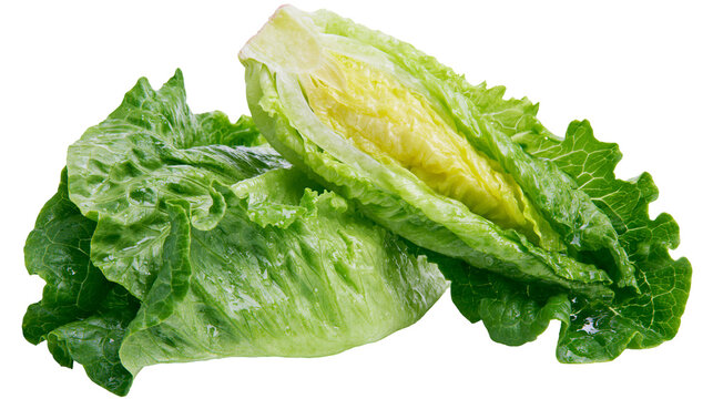 Fresh green romaine lettuce heads crisp and healthy, isolated on transparent background