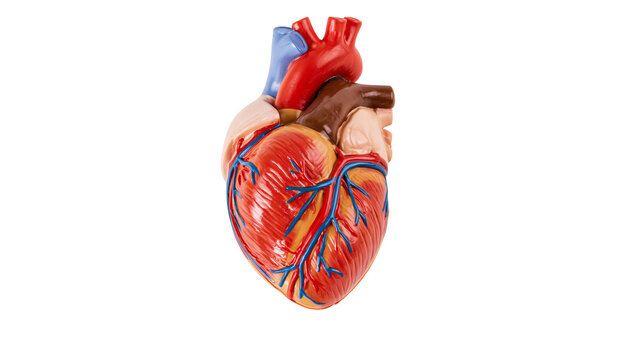 Anatomical human heart model with red blue and brown vessels, isolated on transparent background