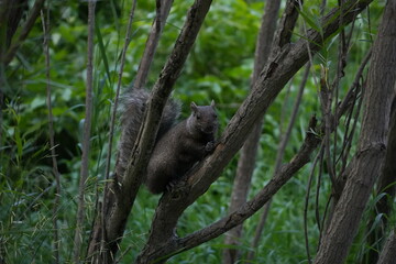 squirrel © Elly