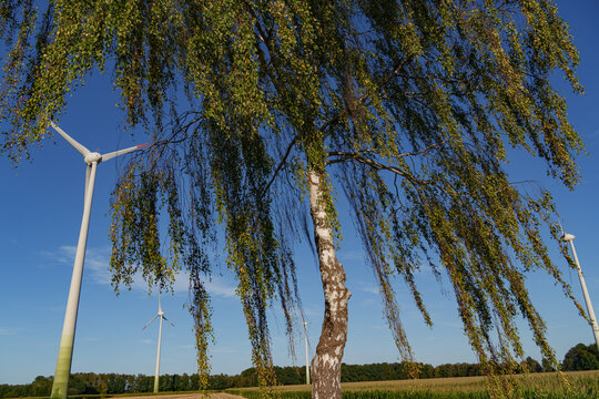 Windr&auml;der im M&uuml;nsterland
