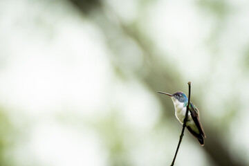 Naklejka premium Andean Emerald Hummingbird Perched on Thin Branch in Soft Green Nature Bokeh Wildlife Portrait