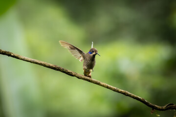 Naklejka premium Sparkling violet ear hummingbird perching on a delicate branch in a tropical forest.