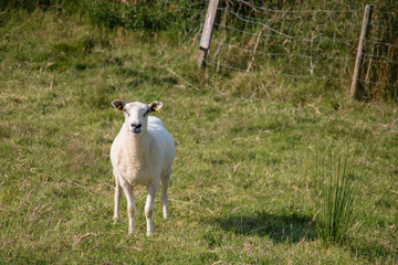 Single white sheep with yellow ear tags standing on a green grass field in the countryside looking directly at the camera on a sunny day © Olha K