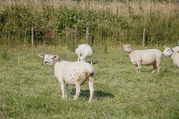 Flock of white domestic sheep grazing in a vibrant green pasture on a sunny day with one looking at the camera © Olha K