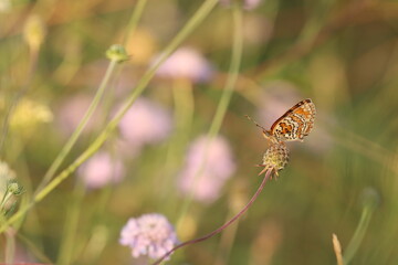 una farfalla melitaea phoebe su un fiore al tramonto © Simona