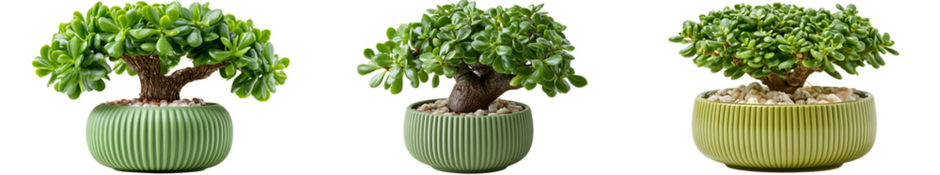 Three small bonsai jade plants in green ribbed ceramic pots isolated on transparent background