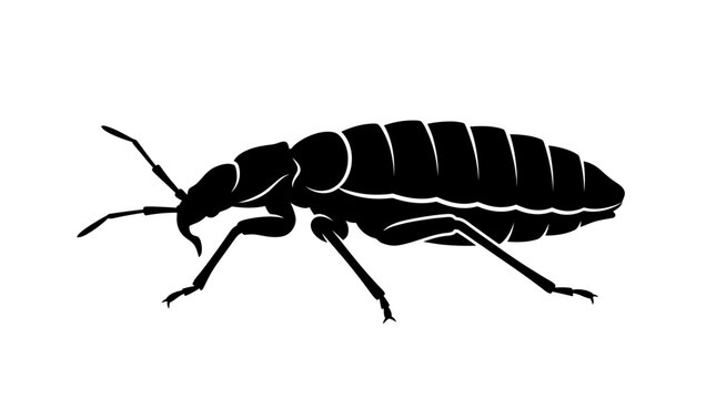 Black silhouette of a bed bug on a white background