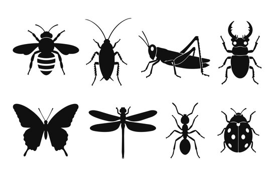 Set of bug illustrations as black silhouette graphics, hand drawn insect collection in vector