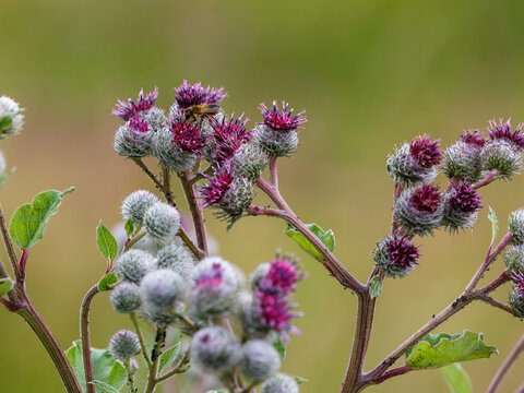 Web-footed burdock , or felt burdock, or woolly burdock , or web-footed agrimony ( Arctium tomentosum ), is a biennial herbaceous plant, a species of the genus Burdock ( Arctium ) 
