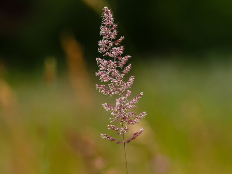 Ground reed grass or common reed grass ( Latin- Calamagrostis epigejos ) is a perennial herbaceous plant ; a species of the genus Calamagrostis of the family Poaceae