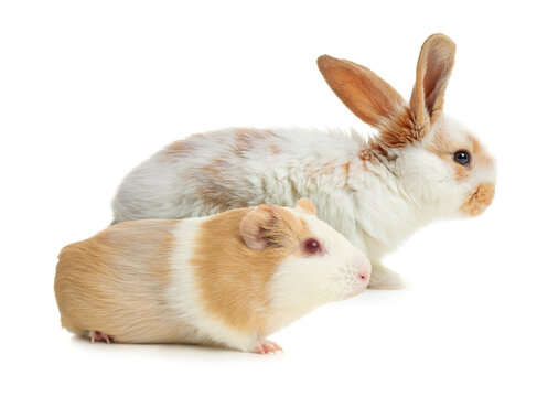Cute rabbit and Guinea pig on white background