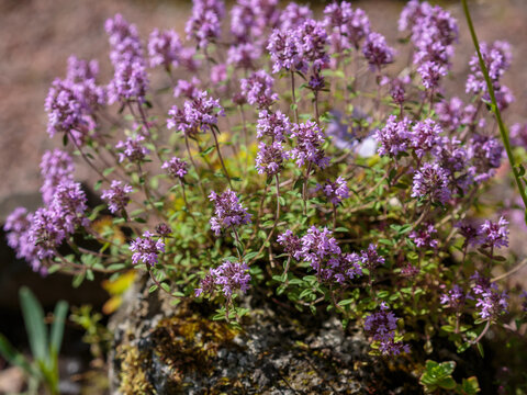  Creeping thyme, or Thymus serpyllum , or Creeping thyme ( Latin- Thymus serpyllum) is a species of perennial subshrubs of the genus Thyme ( Thymus ) of the family