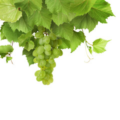 Naklejka premium Grapevine with green leaves and grapes on transparent background