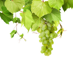 Naklejka premium Grapes and green leaves on grapevine against transparent background