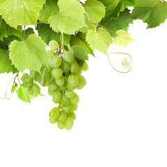 Naklejka premium Grapes and green leaves on grapevine against transparent background
