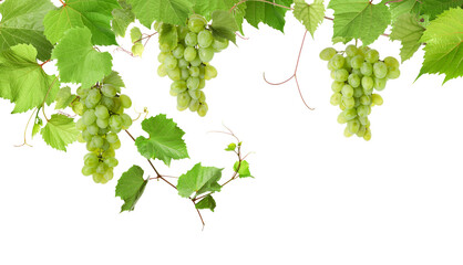 Naklejka premium Grapevine with green leaves and grapes on transparent background