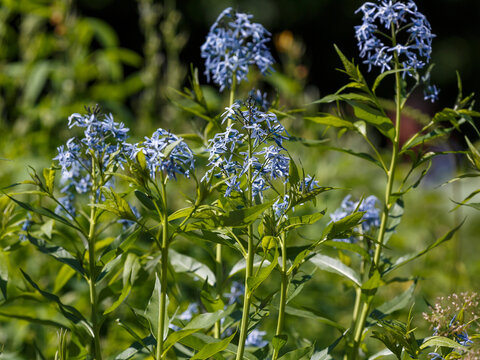 Amsonia tabernaemontana, the eastern bluestar, is a North American species of flowering plant in the family Apocynaceae