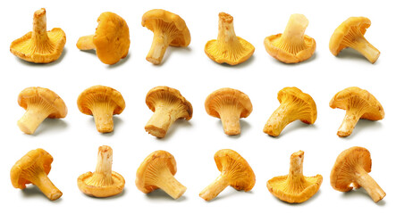 Fresh orange chanterelles isolated on white, set. Edible mushrooms © New Africa