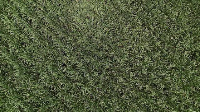 Drone rises vertically above dense sugarcane plants, gradually revealing the scale and natural patterns of a lush green agricultural field.