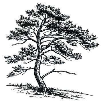 Vector illustration detailed handdrawn sketch of a majestic pine tree standing on a grassy hill