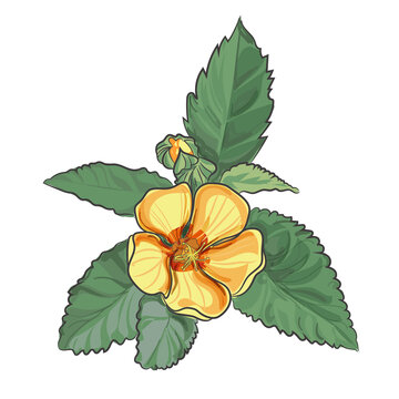 Yellow ʻIlima Flower with Green Leaves Isolated Botanical Vector Illustration