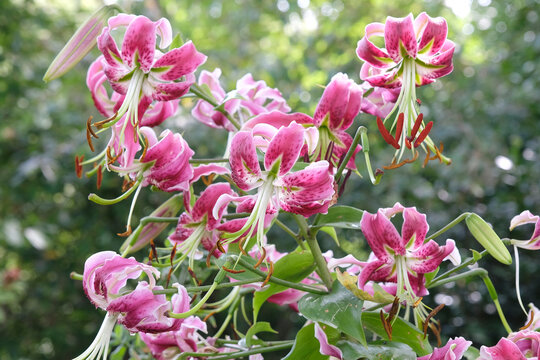 Deep pink Lilium, lily &lsquo;Black Beauty&rsquo; in flower.