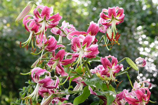 Deep pink Lilium, lily &lsquo;Black Beauty&rsquo; in flower.