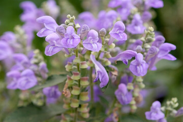 Obraz premium Purple Scutellaria canescens, hoary or downy skullcap, in flower.