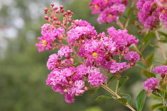 Lilac pink Lagerstroemia indica, crepe myrtle Violet Dete in flower.