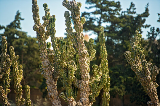 Crested form of cereus cactus with rare natural mutation of plant tissue on background of trees in botanical garden
