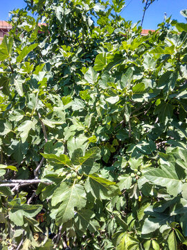 Lush green fig tree branches filled with fresh organic fruit and vibrant broad leaves basking in bright natural summer sunlight during a clear sunny day