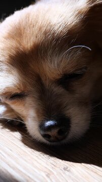 Sleepy fluffy dog dozing off in warm sunlight on a wooden surface