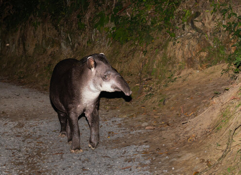 Tapir o Anta, mam&iacute;fero sudamericano