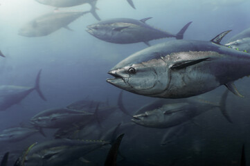 Undersea Wildlife: School of Atlantic Bluefin Tuna (Thunnus thynnus) Swimming in Deep Blue Open Water © Rob