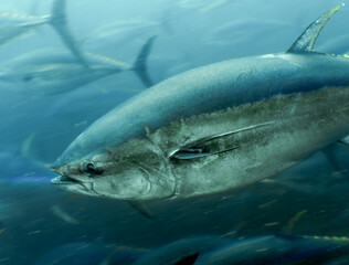 Undersea Wildlife: School of Atlantic Bluefin Tuna (Thunnus thynnus) Swimming in Deep Blue Open Water © Rob