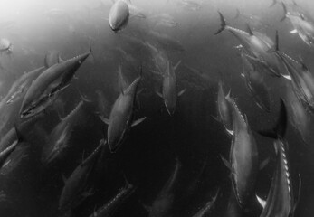 Undersea Wildlife: School of Atlantic Bluefin Tuna (Thunnus thynnus) Swimming in Deep Blue Open Water © Rob