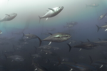 Undersea Wildlife: School of Atlantic Bluefin Tuna (Thunnus thynnus) Swimming in Deep Blue Open Water © Rob