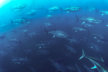 Undersea Wildlife: School of Atlantic Bluefin Tuna (Thunnus thynnus) Swimming in Deep Blue Open Water © Rob