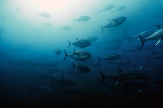 Undersea Wildlife: School of Atlantic Bluefin Tuna (Thunnus thynnus) Swimming in Deep Blue Open Water