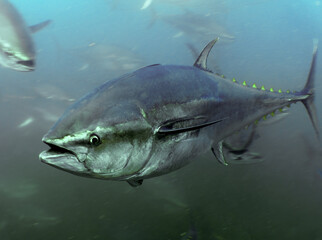 Fototapeta premium Undersea Wildlife: School of Atlantic Bluefin Tuna (Thunnus thynnus) Swimming in Deep Blue Open Water