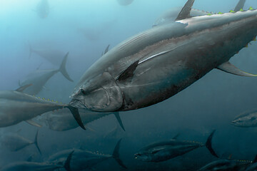 Undersea Wildlife: School of Atlantic Bluefin Tuna (Thunnus thynnus) Swimming in Deep Blue Open Water © Rob