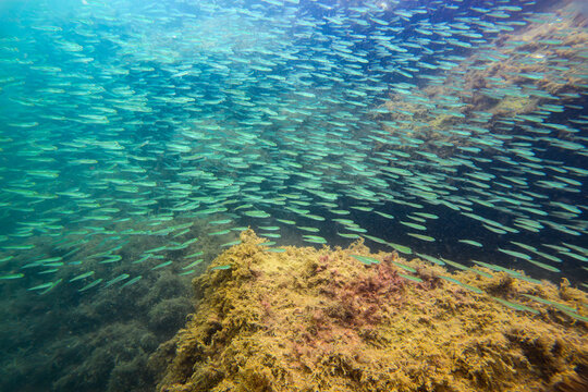 Grand banc de harengs ronds nains (Jenkinsia lamprotaenia) en eau peu profonde