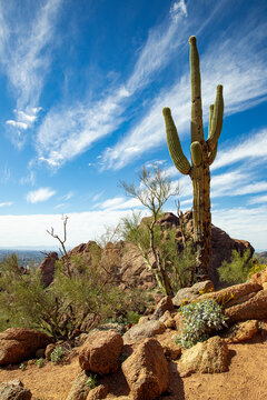 Saguaro cactus in the Arizona desert